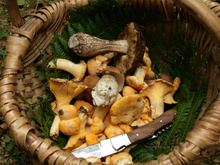 "C’est à proscrire et vouer à l’échec à 200%” : un mycologue partage ses conseils pour vérifier sa cueillette de champignons correctement