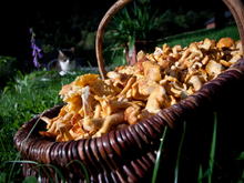Pâtes aux chanterelles