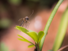 Ces plantes à avoir absolument dans votre cuisine pour repousser les moustiques cet été