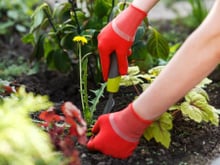 Jardin : ces 2 ingrédients du placard éliminent les mauvaises herbes “sans produit chimique"