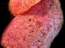 Pink Tuiles ... à la framboise !