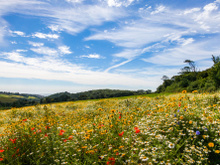 Ce produit grandement menacé par les canicules à répétition