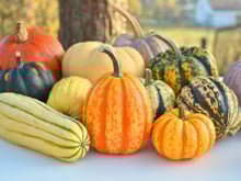 Quelle courge pour faire de la purée ?