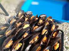Papillote de moules de bouchot au barbecue