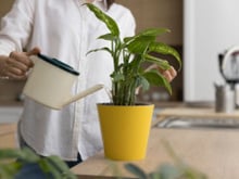 Ni coquilles d'œufs ni marc de café : voici le meilleur ingrédient pour faire pousser ses plantes