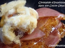 Chrysalide d'Insaisissable dans son Cocon Douceur