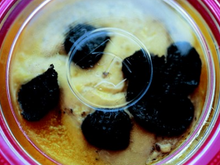 Foie gras frais entier truffé 