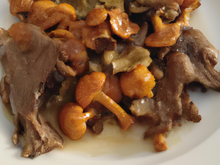 Pigeons aux girolles