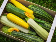 Au réfrigérateur, à température ambiante, en bocaux : voici comment conserver vos courgettes