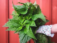 Plus riche en vitamine C que l’orange, plus riche en fer que les épinards, cet aliment est idéal pour faire le plein d’énergie en automne !