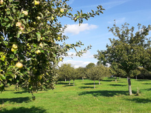 Comment ce globetrotteur veut révolutionner le marché du cidre fermier ?
