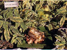 L'escalope de cabillaud aux dés de coings et jus de lapin