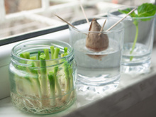 Comment faire repousser des légumes avec des restes ?