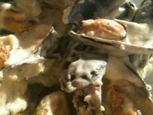 Moules à la crème