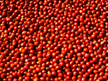 Tomates : Pulpe, coulis, Passata, concentré, concassées, Polpa. S'y retrouver et bien les utiliser