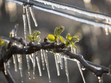 “Je serais content si je réussissais à sauver la moitié de ma récolte” : le cri de détresse d’un vigneron face au gel
