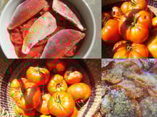 Tian de tomates aux rougets
