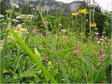 Vin de fleurs de pissenlits