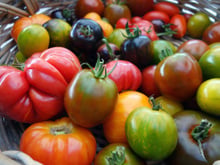 Que Choisir révèle quel pays produit les tomates les plus chargées en pesticides