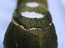 Courgettes rondes farcies au saumon fumé