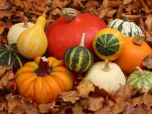 Potiron, courge, butternut : quels légumes peut-on manger avec la peau ?