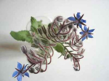 Salade de lentilles aux graines et aux fleurs de bourrache