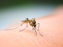 Voici les 3 plantes aromatiques à mettre au bord de vos fenêtres cet été pour éloigner les moustiques