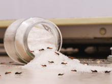 5 astuces naturelles pour éviter les invasions de fourmis dans la cuisine