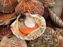 Un Meilleur Ouvrier de France nous partage ses conseils pour payer les coquilles Saint-Jacques beaucoup moins chères !