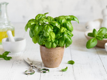 Basilic : pourquoi il faut absolument le cueillir maintenant et comment le garder tout l’hiver