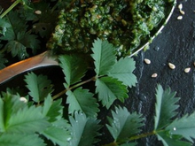Pesto poivré de pimprenelle au sésame