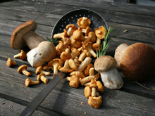 La fraîcheur des champignons dépend de la façon dont vous les conservez, mais aussi de la façon dont vous les manipulez