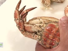 Décortiquer un tourteau