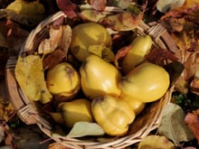 Coings trop durs ? L’astuce simple pour les peler et les couper sans se blesser