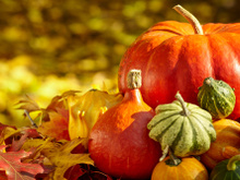 À l’approche d’Halloween, comment différencier les citrouilles comestibles des citrouilles toxiques ?