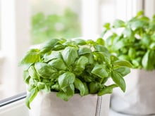 Faites pousser votre basilic plus vite avec ces 2 ingrédients que vous avez déjà dans la cuisine