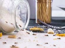 Avec ces quelques produits présents dans votre cuisine, vous pouvez créer une barrière anti-fourmis efficace et naturelle