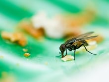 Un aliment a été touché par une mouche ? Voici pourquoi il vaut mieux éviter de le consommer