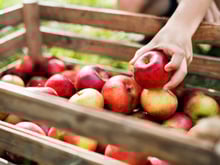 “Elle peut se dessécher” : l’astuce de cette primeur MOF pour garder les pommes parfaites tout l’hiver