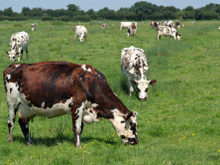 Tout savoir sur le lait