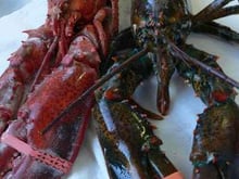 La cuisson du homard