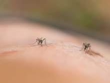 3 astuces naturelles pour éloigner les moustiques !