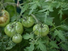 Cet expert explique pourquoi il vaut mieux récolter les tomates quand elles sont encore vertes