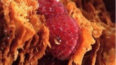 Millefeuille framboises