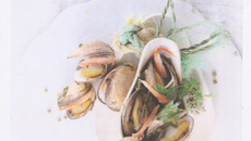 Coquillages en Grands Coraya