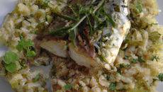 Daurade royale Bio poêlée, huile d'herbes et riz vénéré façon risotto
