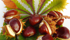 Marronnier 'Marie-Jeanne'