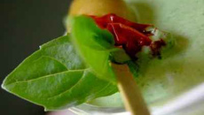 Amuse Bouche aux petits épinards