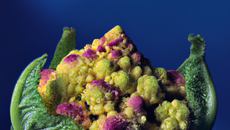 Choux fruits exotiques