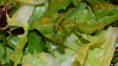 Salade dis vert